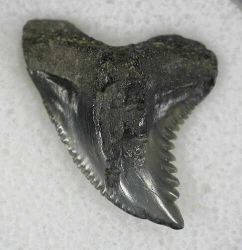 Hemipristis Shark Tooth Fossil - Florida #21327